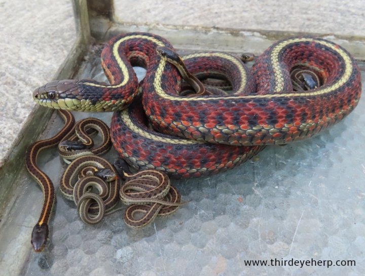 Coast Garter Snakes
